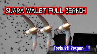 Download lagu Suara Walet Original Jernih Plus Respon Mantab || Suara Panggil burung Walet Asli dari Alam Swift mp3