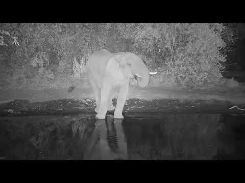 Kwa: Lone Elephant - 20:33 - 06/09/19