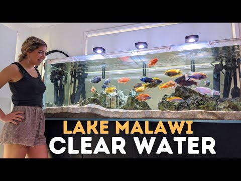 Getting Crystal CLEAR Aquarium Water in an African Cichlid Tank!
