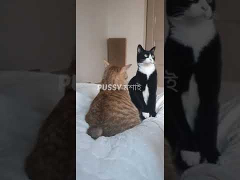 করলাম না সিনেমা 😾.......