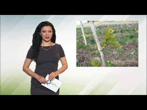 Zelena prognoza, 13.4.2017. - O stanju u zasadima bresaka i vinove loze