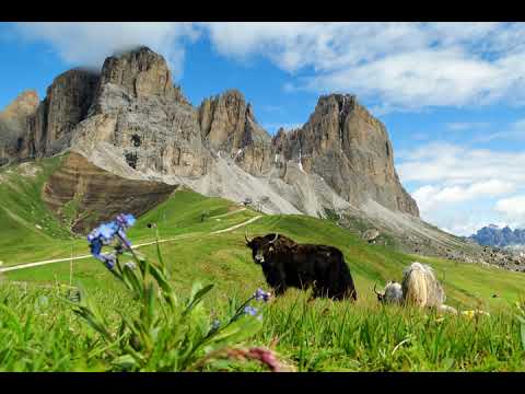 Servant of Light - Ibex