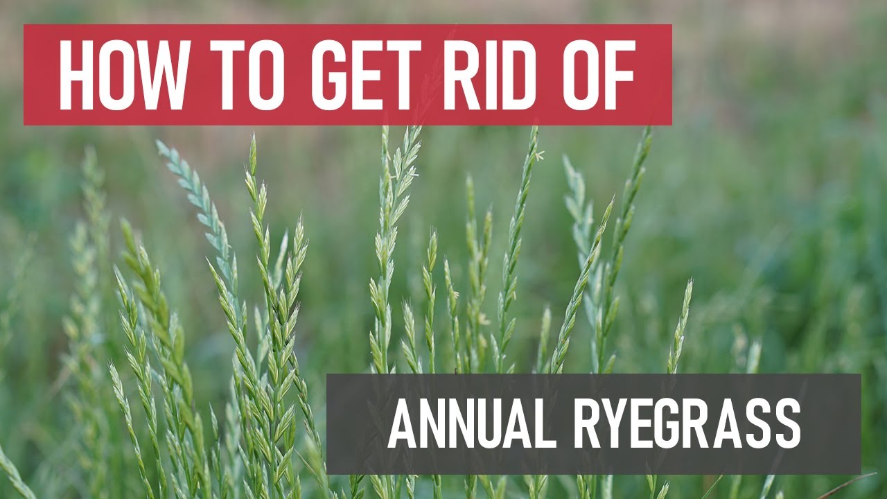 Annual Ryegrass Control: How to Get Rid of Annual Ryegrass | DIY