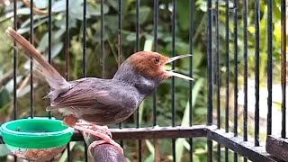 Download lagu Pikat TERBAIK ! Suara Prenjak Jantan Gacor Ini SUKSES Bikin Semua Jenis Pernjak Liaran AUTO EMOSI mp3