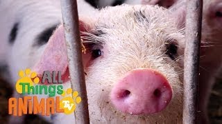 PIGS: Animals for children. Kids videos. Kindergarten | Preschool learning