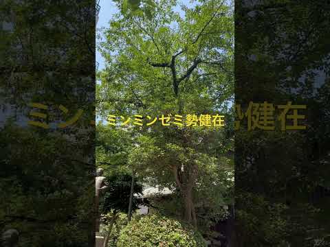 理工学科 ミンミンゼミが主流です　#理工学部 #国士舘大学 #世田谷
