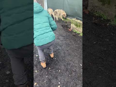 Daphne Dezember 2022