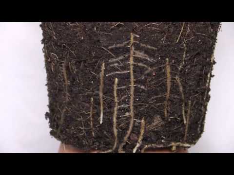 Chamaedorea elegans - Bergpalme, Parlor Palm