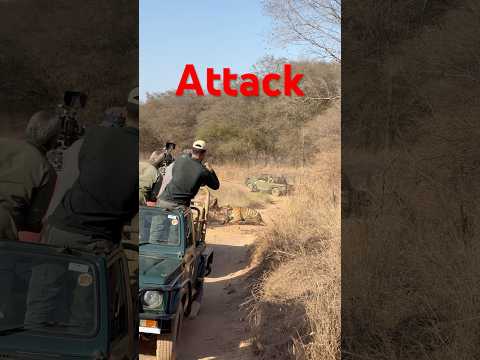 Tiger 🐅 attack at ranthambore national park 🙂🙂#shorts #shortvideo #tiger #shortsfeed