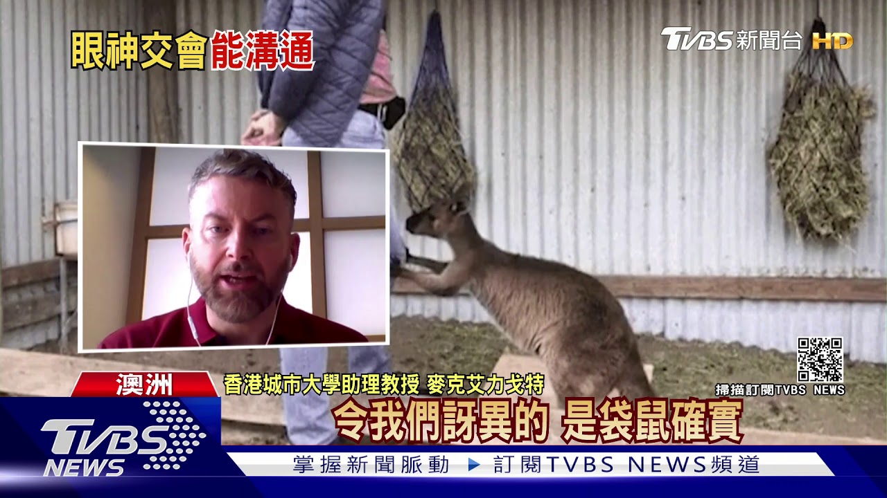 用眼神發求救訊號! 新研究:袋鼠會和人類溝通