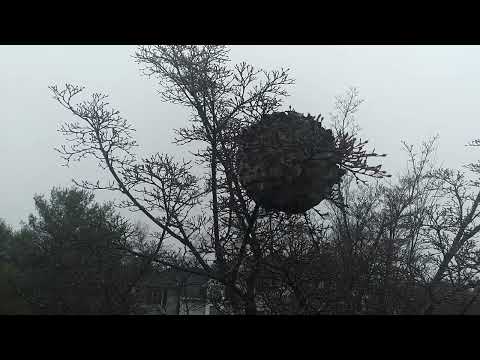 Found a Huge Hornets Nest in the Backyard in Holmdel, NJ