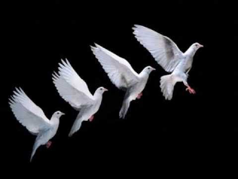 Билјана Дамјановска - Еј Гулаби Бели