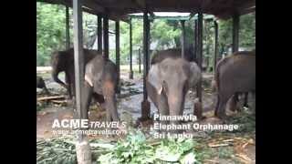 preview picture of video 'Pinnawala Sri Lanka Acme Travels'