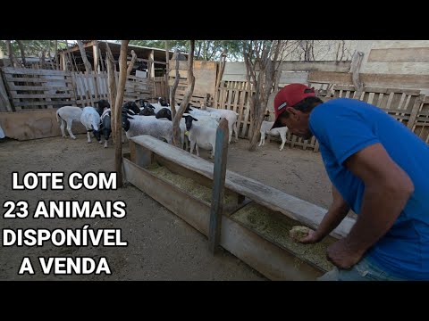 VISITA A CRIAÇÃO DE OVINOS DORPER DO PARAÍBA EM SANTA CRUZ DO CAPIBARIBE-PE 