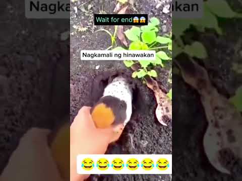 أرنب ولا قطة 😂🤣 #comedy #كوميديات #ضحك #المستشار #funny #العريفي #اكسبلور #ولده #كوميدي #الحياني