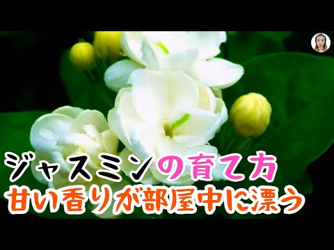 一般的なパイプブッシュ、偽ジャスミン 植物