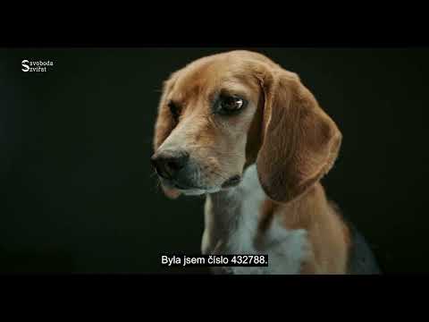 Náhled pro video reference