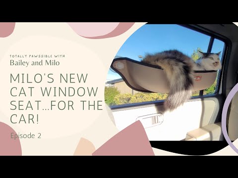 Travel Cat Car Seat Adventure