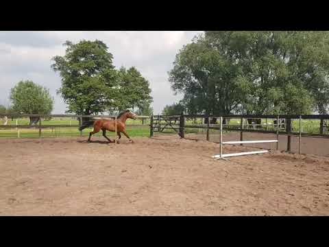 4 jr.Gelding. F-One-Usa x Ircolando