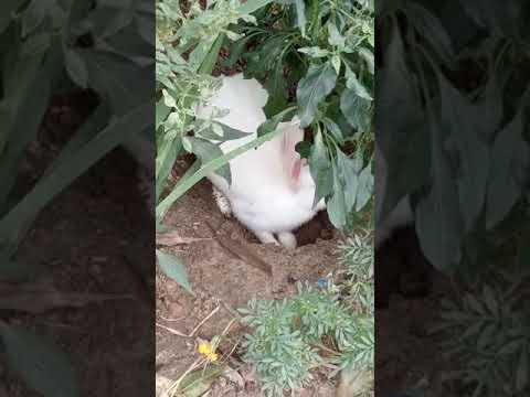 rabbit 🐰#vnk. , 2022