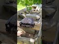 project boat! 1959 Lonestar aluminum, 1958 Johnson seahorse 10hp classic boat project #projectboat