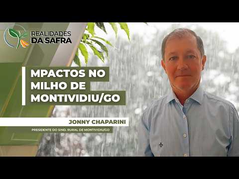 Montividiu/GO está há 26 dias sem chuvas e impactos já são sentidos pelas lavouras de milho