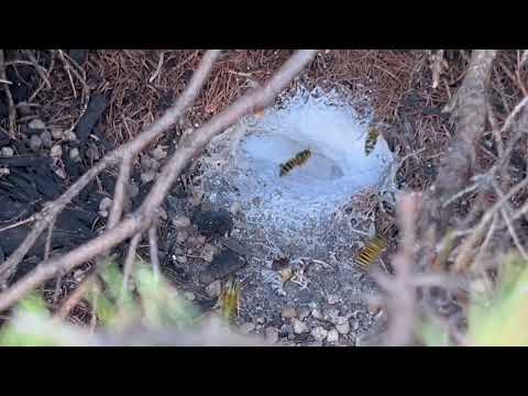 Taking Care of an InGround Yellow Jackets Nest in Farmingdale, NJ