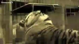 Download lagu Begini yang terjadi jika singa dan harimau dalam satu kandang mp3