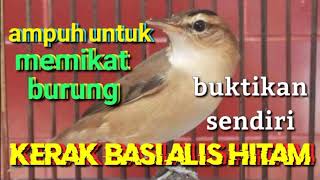 Download lagu SUARA PIKAT AMPUH BURUNG KERAK BASI ALIS HITAM || SEGALA JENIS BURUNG KERAK BASI mp3
