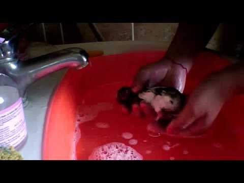 comment prendre un hamster russe sans qu'il est peur