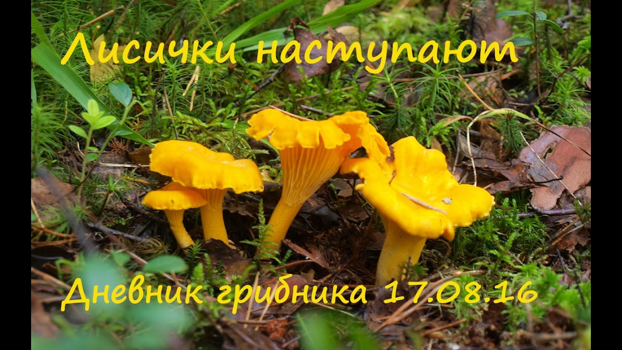 Лисички наступают! .Дневник грибника 17. 08. 16