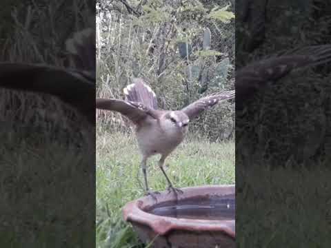 Birdday 236 Hornero Calandria Jilguero 2001 2025