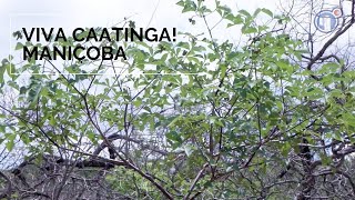 Miniatura do vídeo