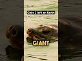 Can We Bring This Animal Back From Extinction