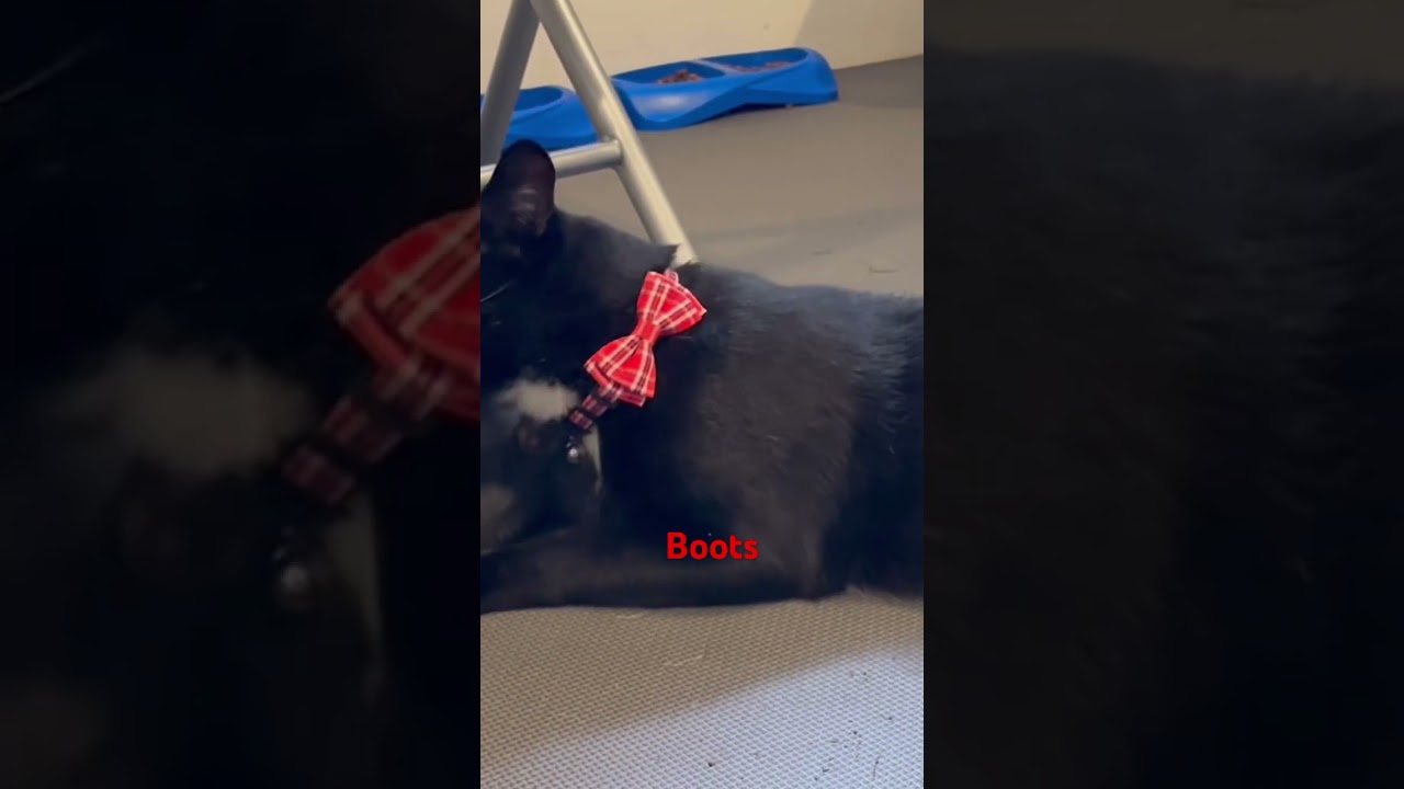 Enlarge Boots, a Adopted mixed breed in Benicia, CA video 4/4