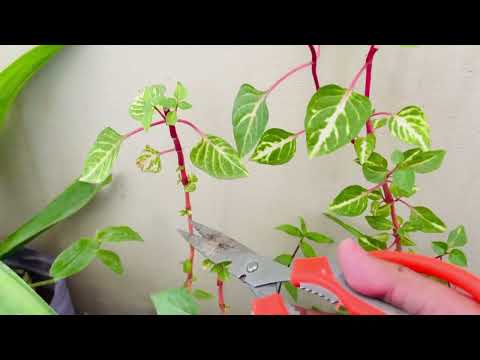 Grow Iresine Plant from Cutting | Easy Step-by-Step Guide