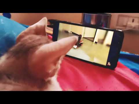 Cat watching another cat #cat #kitten #funnycat