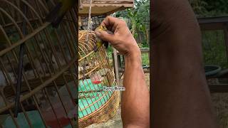 Download lagu Gagal Fokus Gegara Mikat Burung Kecil mp3