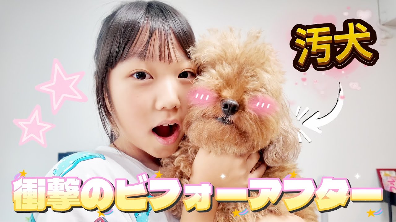 汚犬をトリミングに出したら別人が帰ってきた！我が家のワンコ紹介