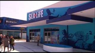 preview picture of video 'SEA LIFE IL NUOVO ACQUARIO INTERATTIVO DI JESOLO'