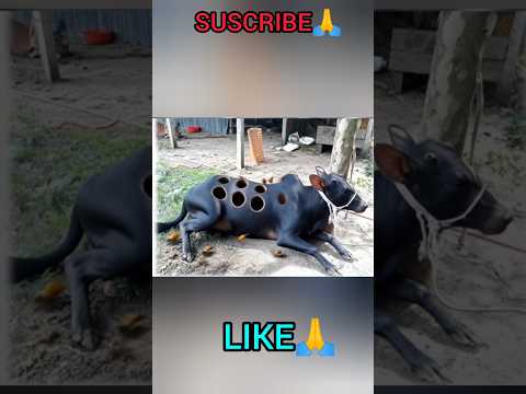 #shorts #aishorts #cow #goru #guru #animals #animalshorts #dog #cat #hati