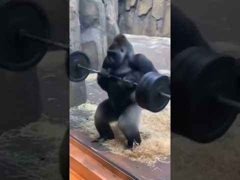 Gorilla starts lifting weights in front of a pro lifter and shocks the whole crowd!