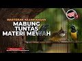 Live Kompilasi Masteran Kasar Roll Tembak Cucak Cungkok Cucak Jenggot Srigunting Abu Abu