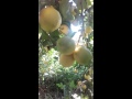 how to grow lemon tree, citrus fruit tree care ...