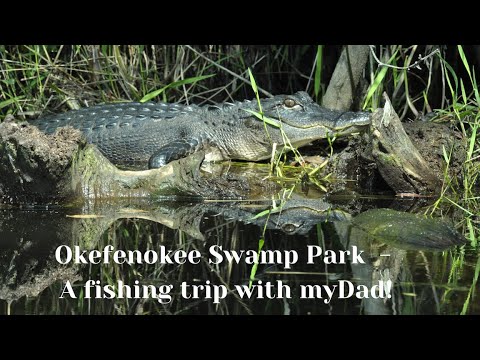 Okefenokee Swamp - Georgia - Fishing trip with my Dad - SO MANY ALLIGATORS this year!
