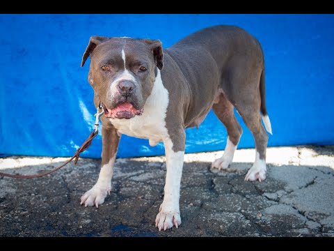 Sally Jo Brown (senior sweetheart), an adoptable Pit Bull Terrier & English Bulldog Mix in Pasadena, CA_image-1