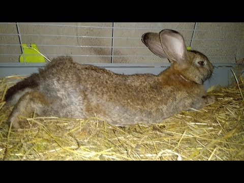 KANINER KANÍNUR KANIT POPPEN