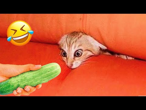 Essayer de ne pas rire meilleurs chiens et chats drôles partie 11