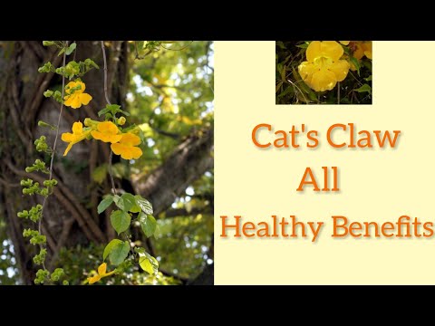 All Amazing Cat's Claw Health Benefits