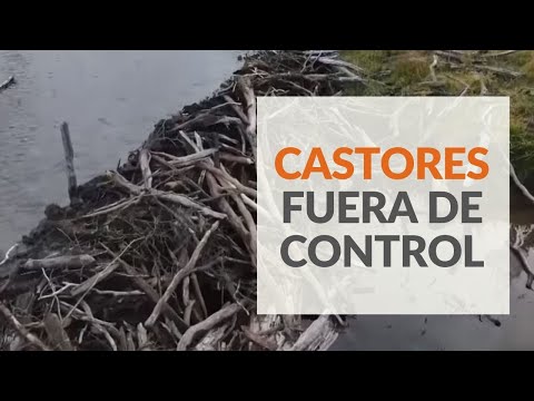Castores, una amenaza en Chile  #ReportajesT13